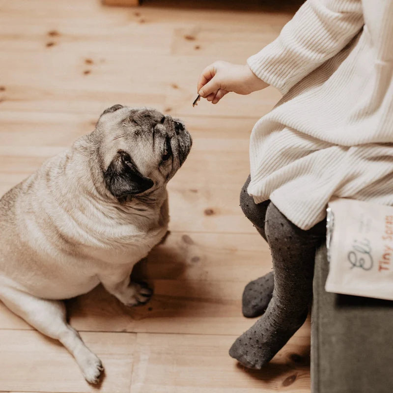 Sprats séchés de la Baltique
