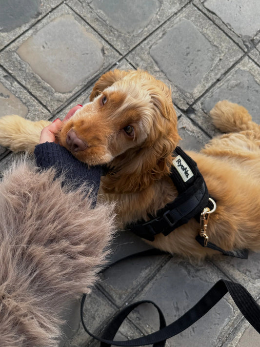 Laisse mains libres velours côtelée NOIRE