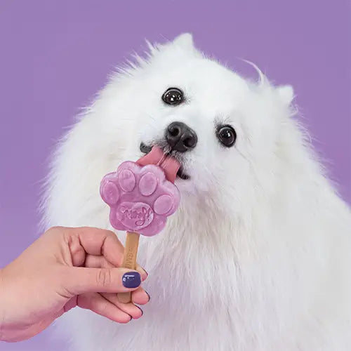 Glace pour chien MYRTILLE