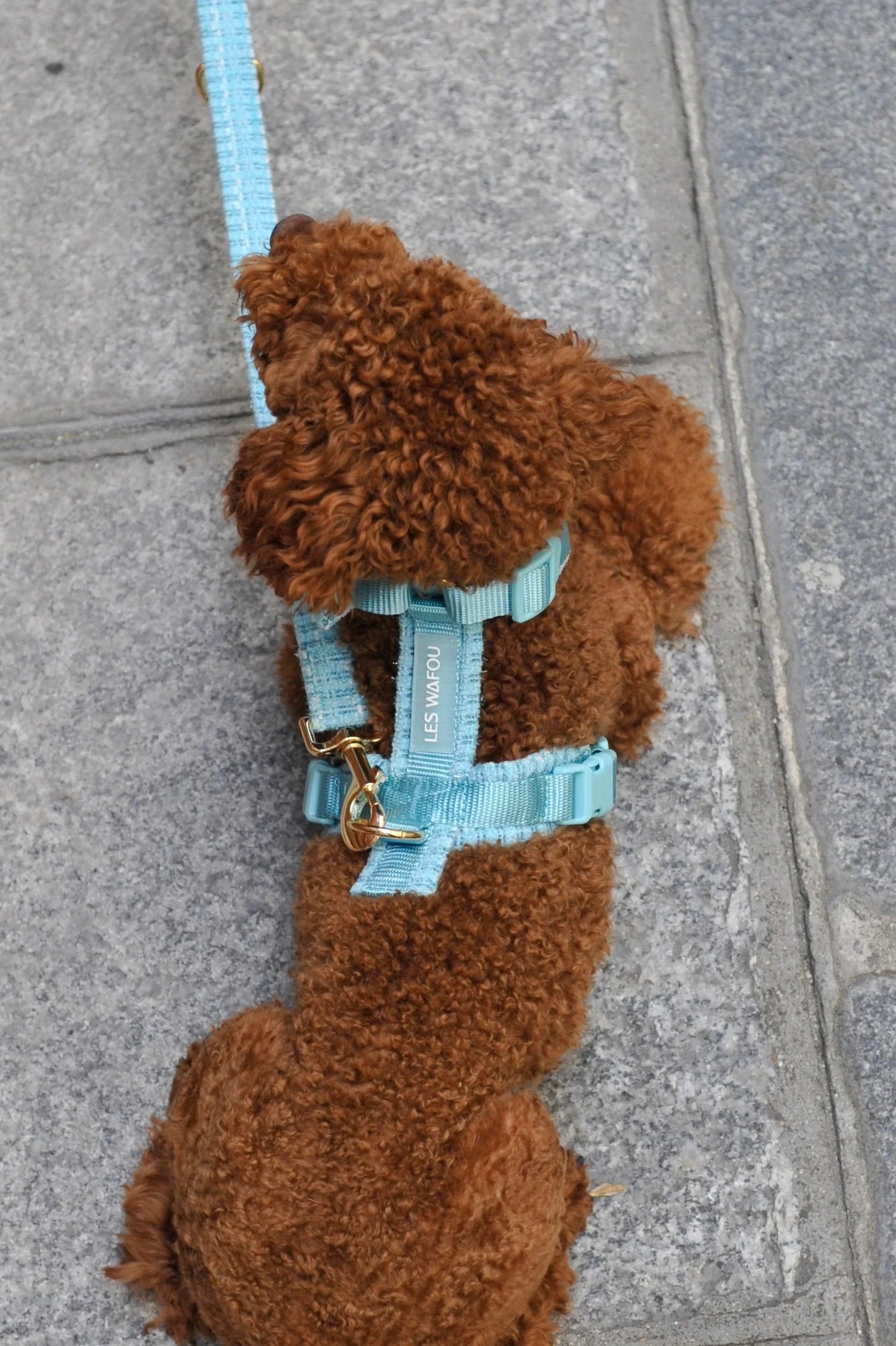 Laisse tweed multi-positions BLEU CIEL