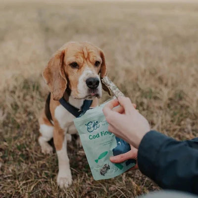 Bâtonnets de peau de morue séchée