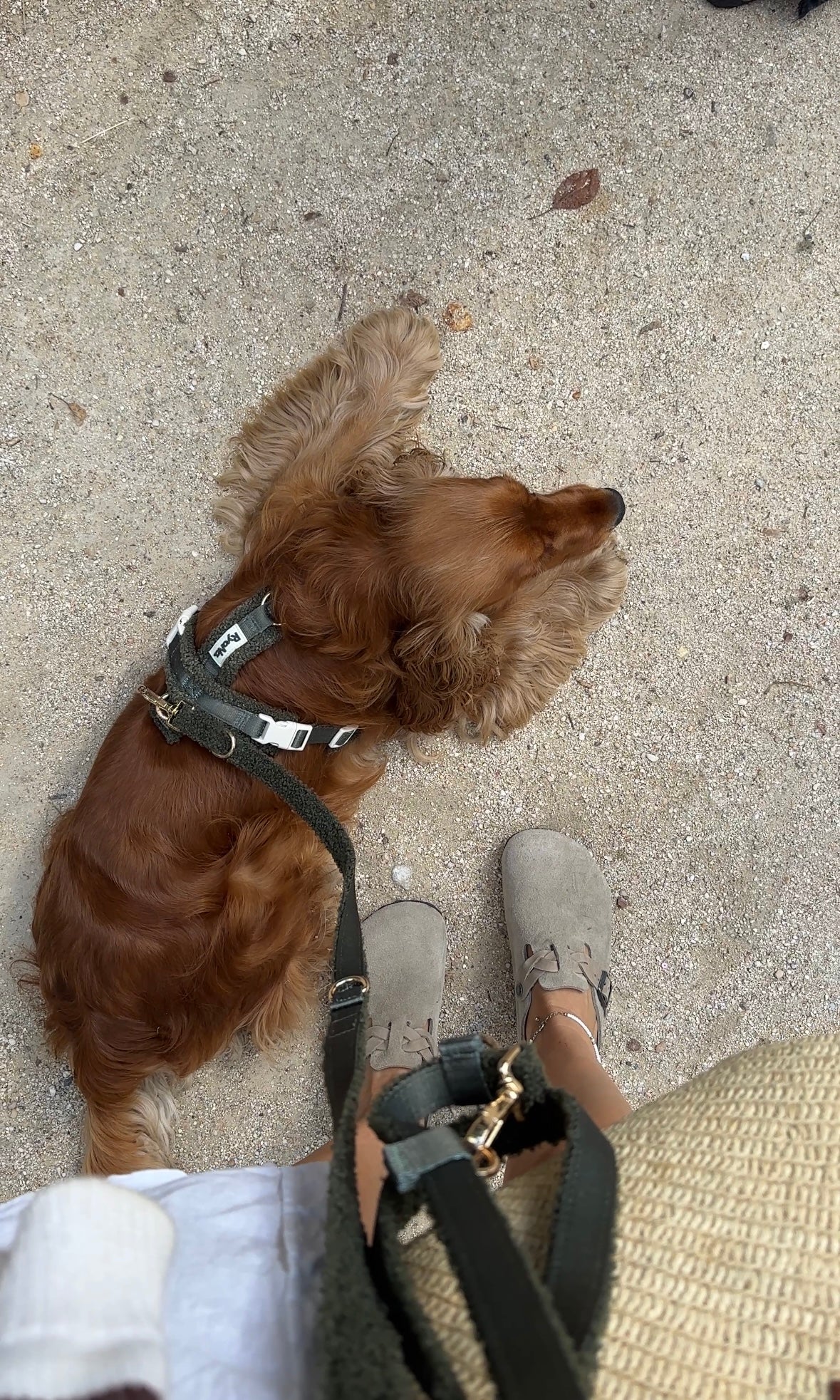 Harnais bouclé VERT OLIVE