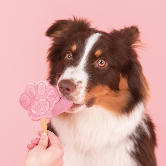 Glace pour chien PASTÈQUE