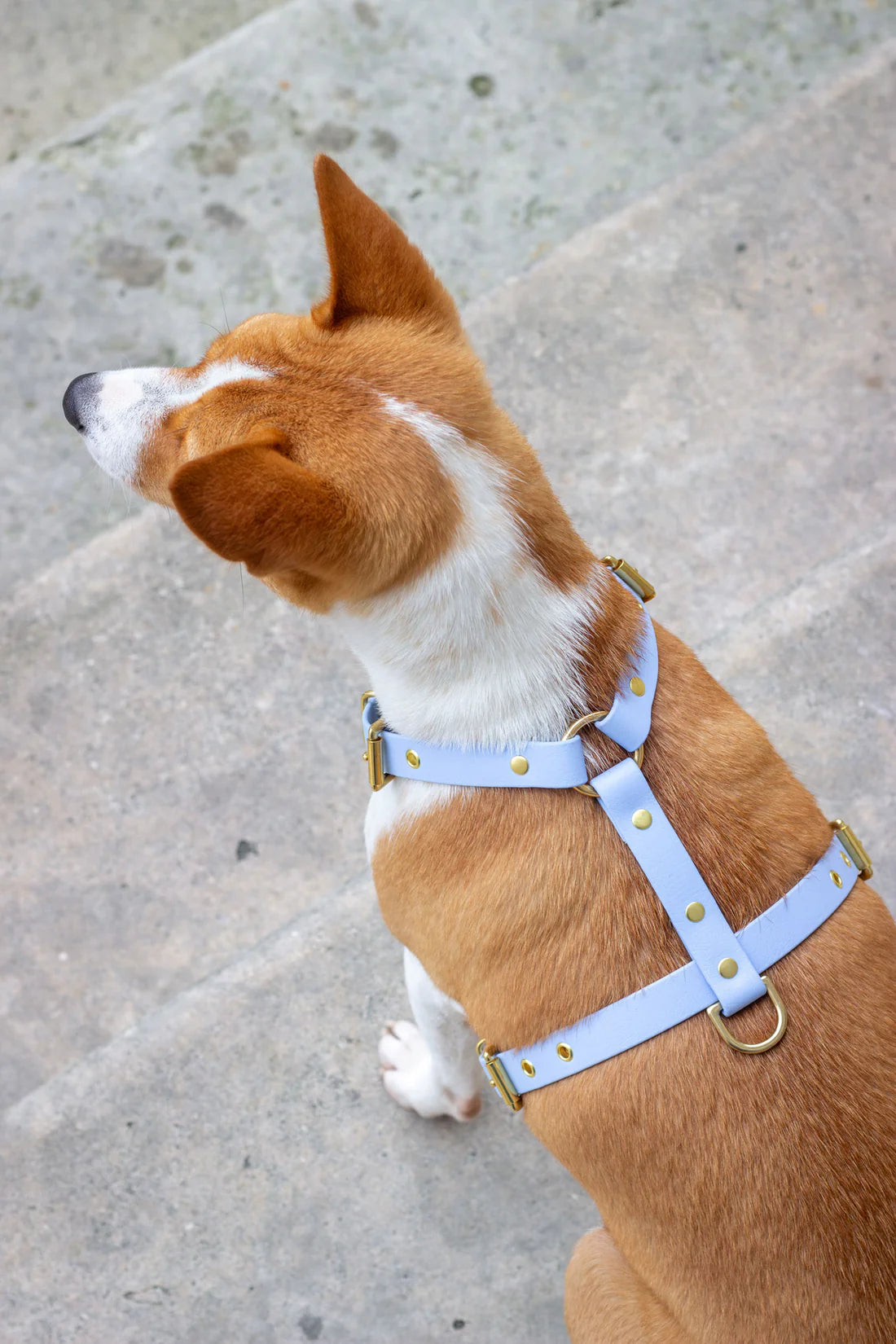 Harnais en biothane® BLEU POLAIRE