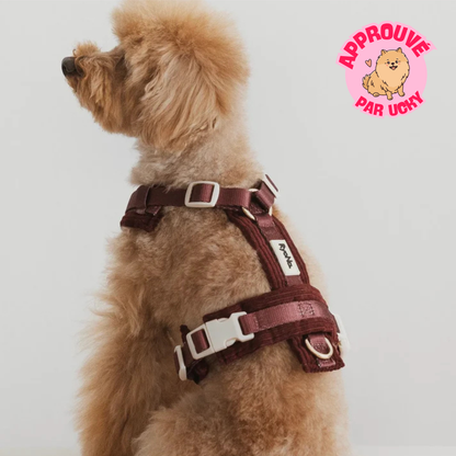 Harnais velours côtelé BORDEAUX