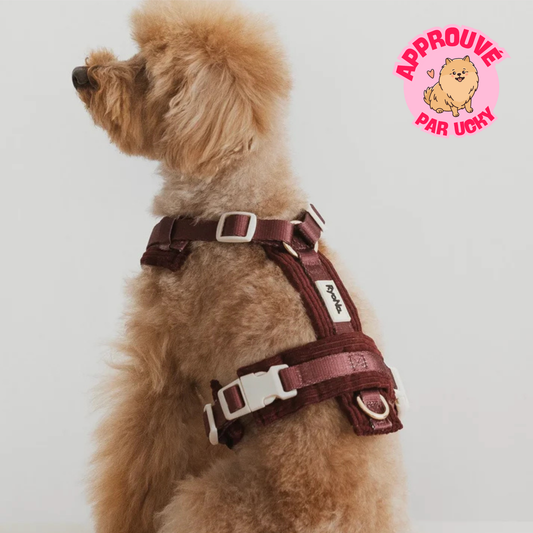 Harnais velours côtelé BORDEAUX