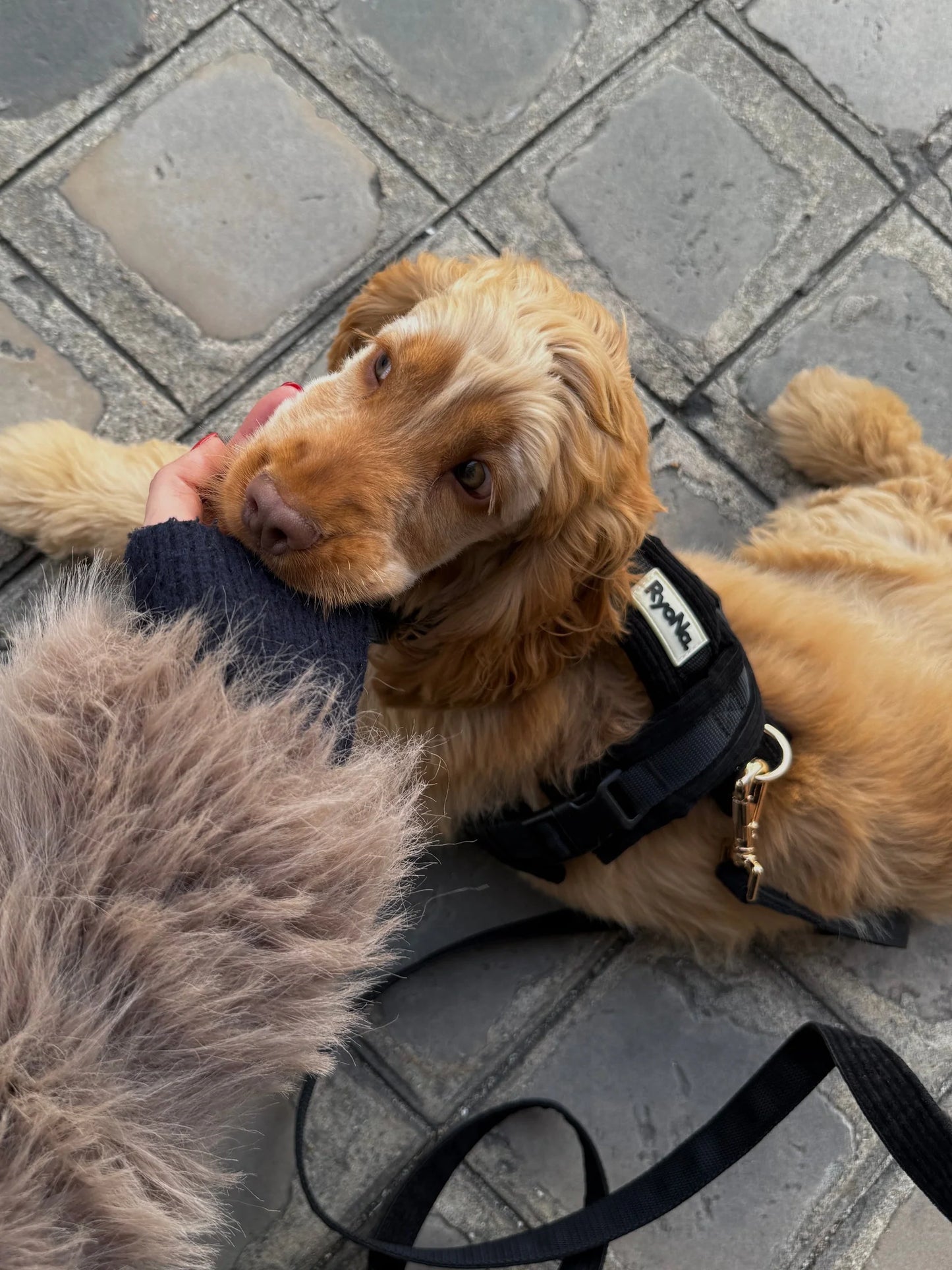 Laisse mains libres velours côtelée NOIRE