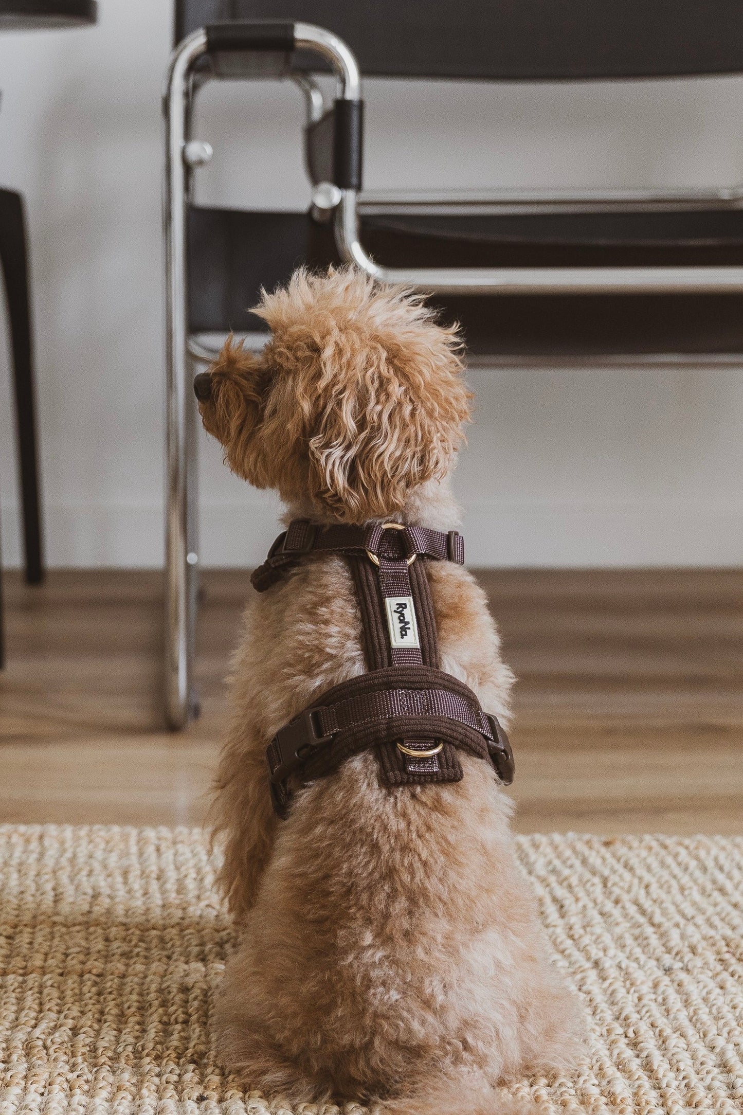 Harnais velours côtelé MARRON