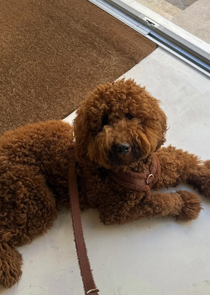 Harnais bouclé CARAMEL
