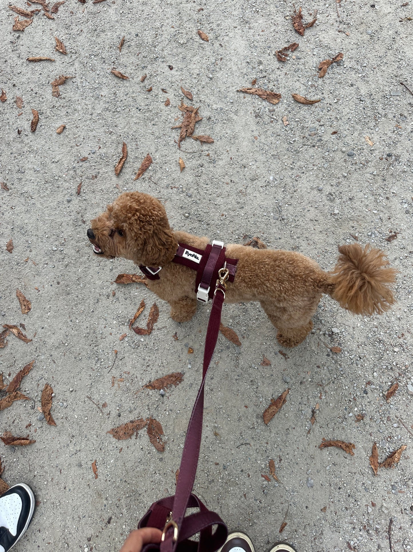 Harnais velours côtelé BORDEAUX