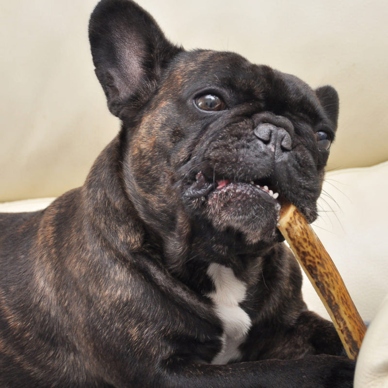 FABI - Bois de cerf biseau fumé saveur jambon