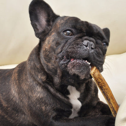 FABI - Bois de cerf biseau fumé saveur jambon