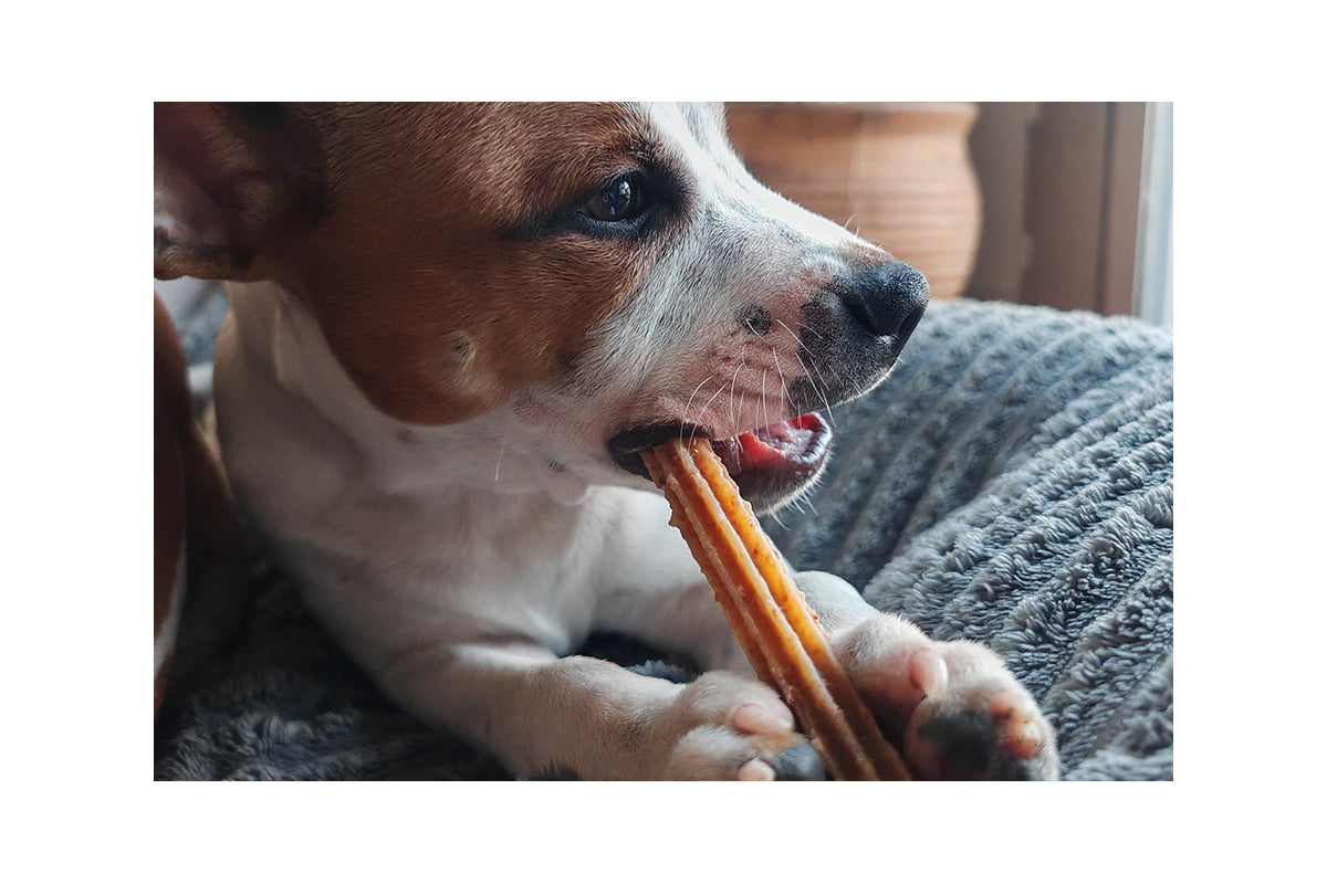 STITCH - Les dental sticks
